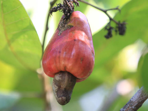 Sri Lanka Nut Fruit Seeds for Planting – Heirloom, Non-GMO Hardy Tropical Tree Garden Seeds