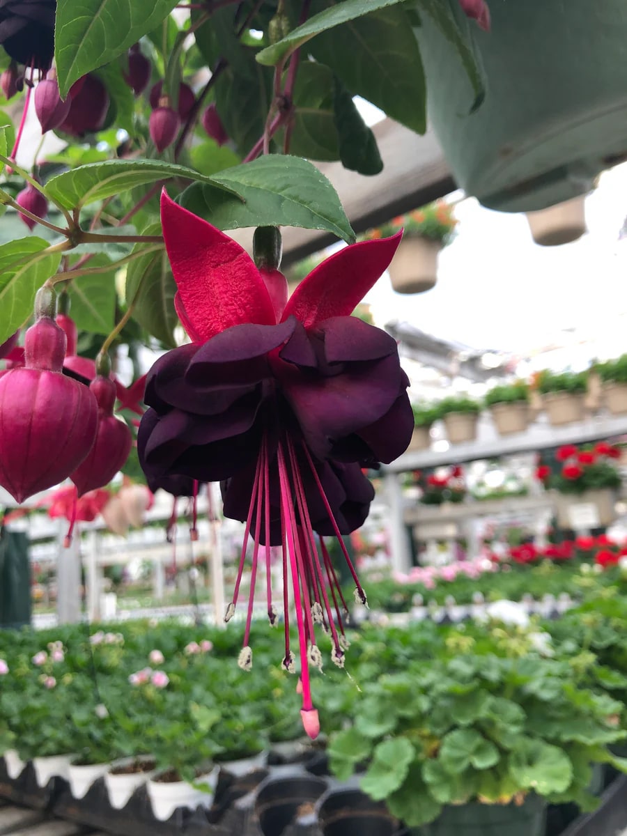 Dark Maroon Fuchsias Flower Seeds for Planting | Heirloom Non-GMO High Germination Seeds