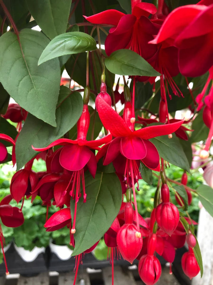 Red Fuchsia Flower Seeds for Planting – Heirloom Non-GMO Seeds, High Germination, Organic Garden Seeds