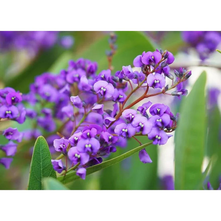 Flower Seeds, Seeds,Seeds For Planting,Plant Seeds