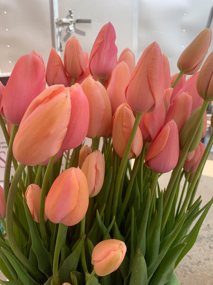 Peach Tulip Flower Seeds for Planting – Heirloom, Non-GMO, Easy to Grow, High Germination