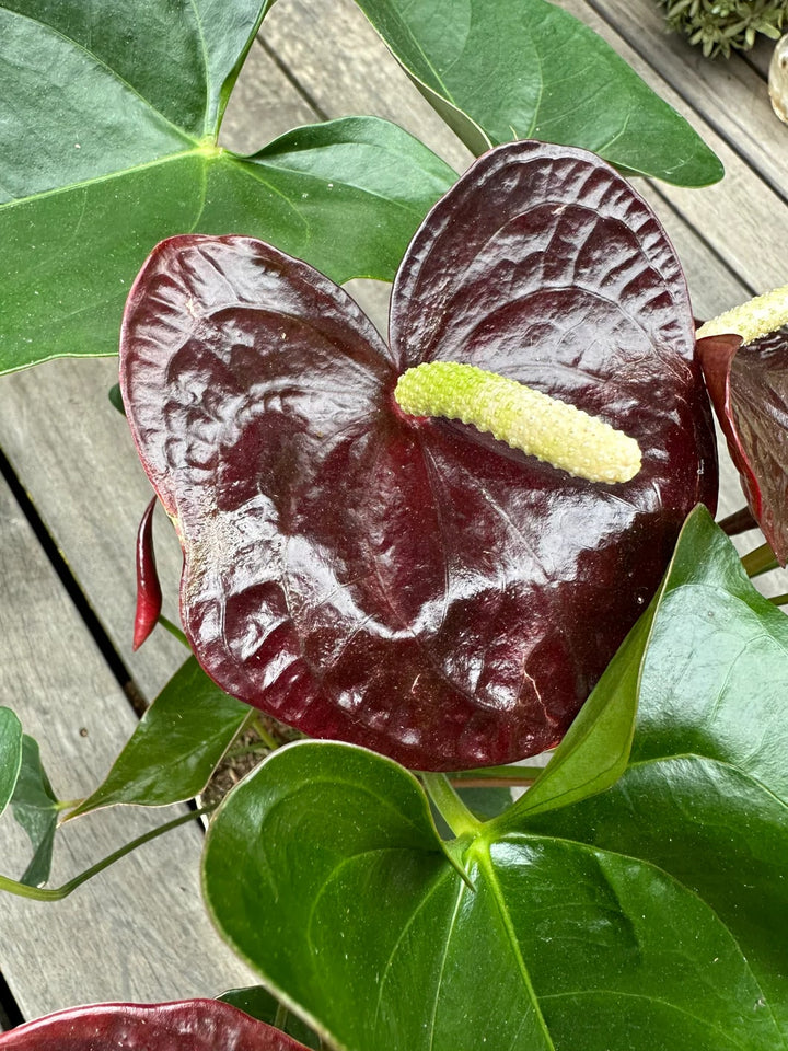 Maroon Anthurium Linden Flower Seeds for Planting – Heirloom Non-GMO Seeds, High Germination