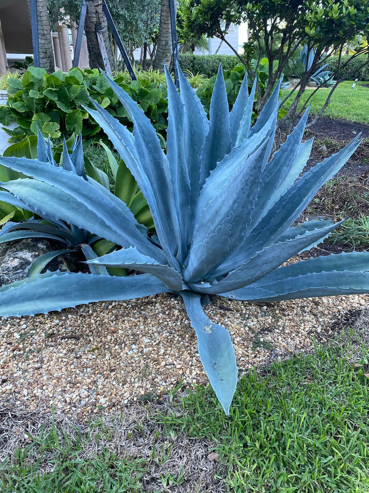 Blue Maguey Aloe Flower Seeds for Planting – Easy to Grow Heirloom Non-GMO Seeds