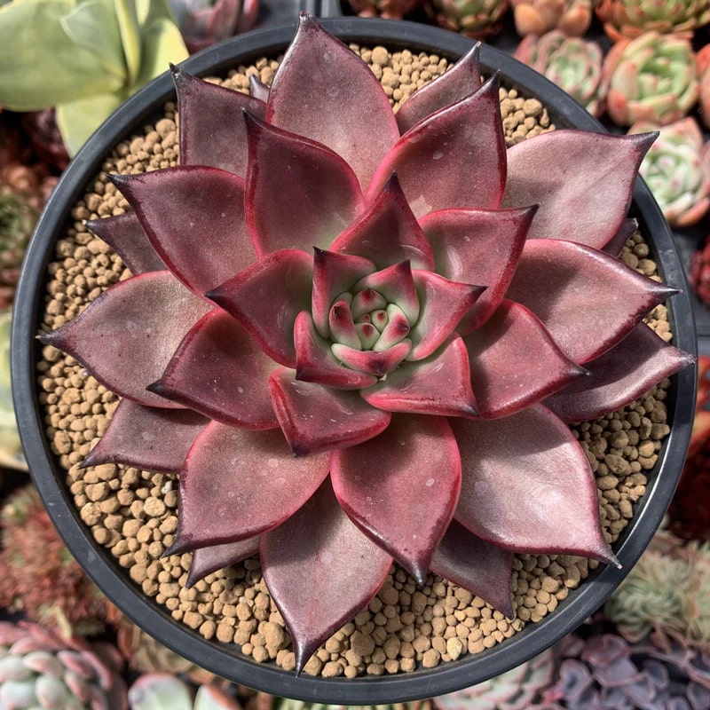 Dark Red Succulent Flower seeds for Planting – Pollinator Friendly, Heirloom, Non-GMO Seeds
