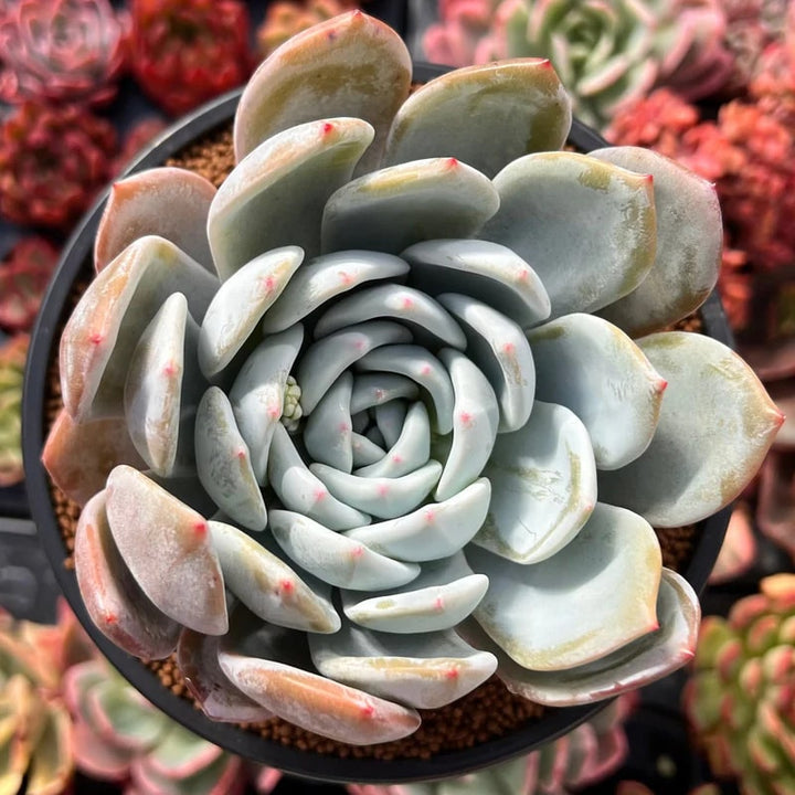 Cream Green Succulent Flower Seeds for Planting – Sun Loving, Heirloom, Non-GMO, High Germination