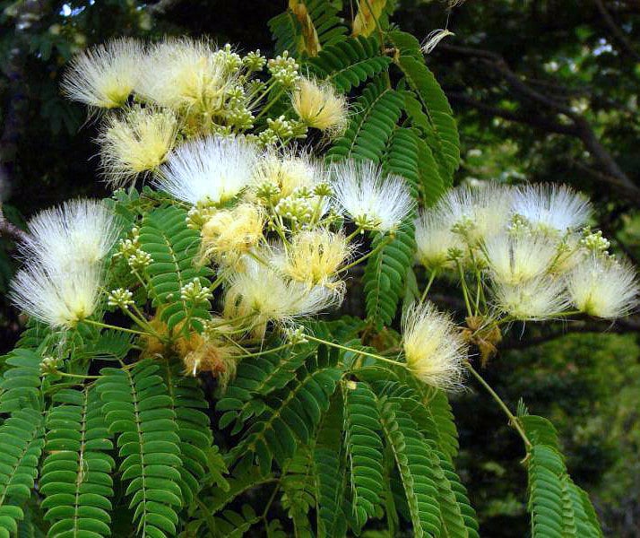 White Albizia Flower Seeds for Planting – Heirloom, Non-GMO, High Germination Organic Garden Seeds