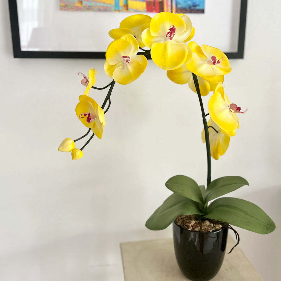 Yellow Orchid Phalaenopsis Flower Seeds for Planting – Heirloom, Non-GMO, High Germination Seeds