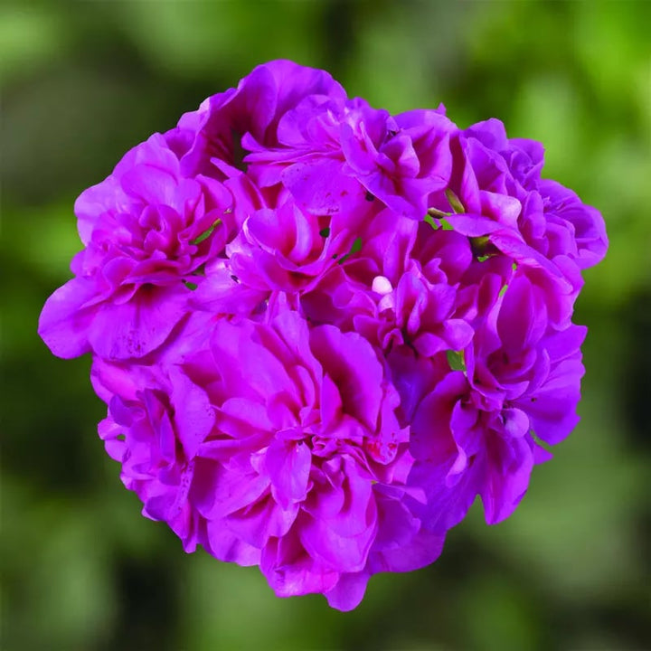 Violet Univalve Geranium Flower Seeds for Planting – Heirloom, Non-GMO, High Germination, Border Garden