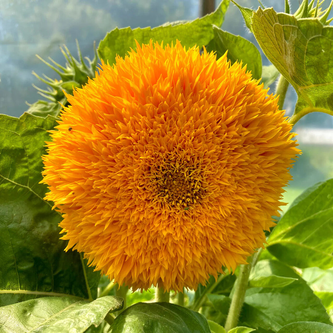 Yellow Teddy Sunflower Seeds for Planting – Heirloom Non-GMO, High Germination Organic Garden Seeds