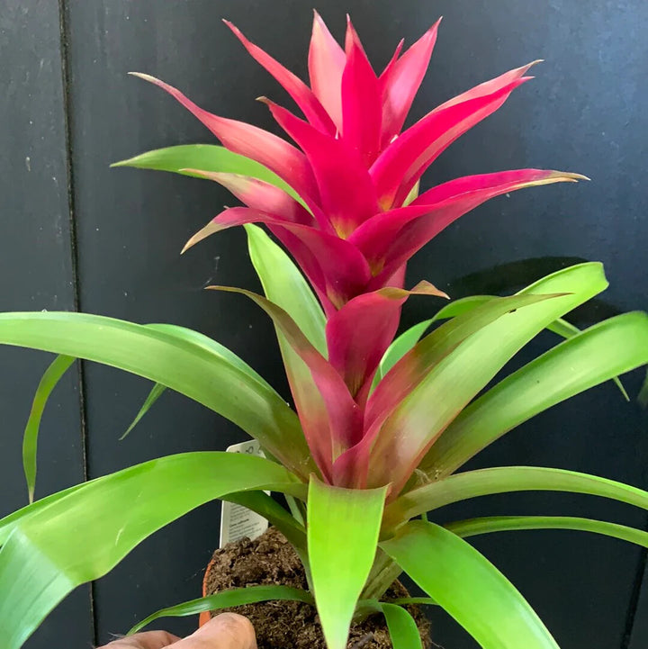 Hechtia Sp Tehuacan Flower Seeds for Planting – Heirloom Non-GMO, High Germination Organic Garden Seeds