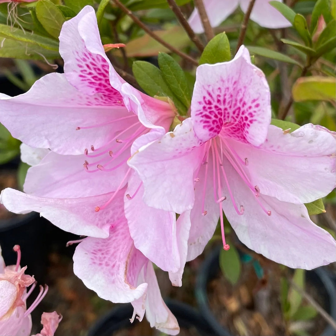 planting azalea seeds Azalea Rhododendron Flower Seeds – Heirloom Non-GMO Organic Garden See – Earthechoseeds