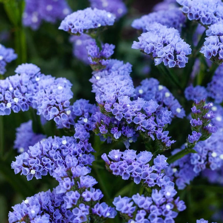 Statice Pale Blue Flower Seeds for Planting – Shade Tolerant, Heirloom, Non-GMO, High Germination