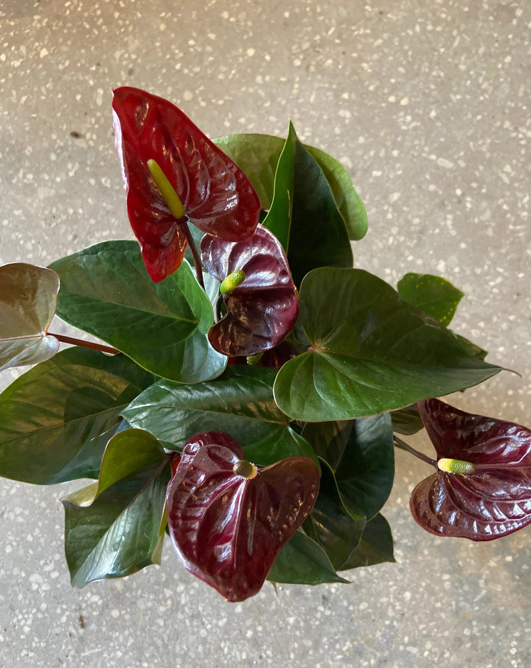 Maroon Anthurium Linden Flower Seeds for Planting – Heirloom Non-GMO Seeds, High Germination