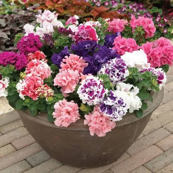 Double Oblique Petunia Flower Seeds for Planting - Heirloom, Non-GMO, High Germination Organic Garden Seeds
