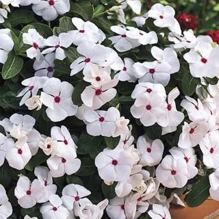 Polka Dot Vinca Flower Seeds for Planting – Heirloom Non-GMO Wildflower Mix, High Germination
