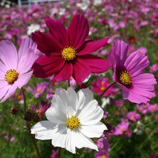 Cosmos Flower Seeds for Planting – Wildflower Mix, Heirloom & Non-GMO Organic Garden Seeds
