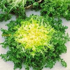 Green Yellow Endive Seeds for Planting – Heirloom & Non-GMO Leafy Greens for Fresh Salads