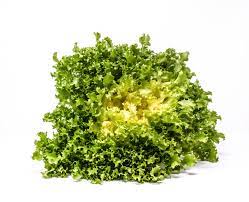 Green Yellow Endive Seeds for Planting – Heirloom & Non-GMO Leafy Greens for Fresh Salads