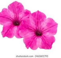 Petunia Pink & White Flower Seeds for Planting – Heirloom, Non-GMO, High Germination Organic Garden Seeds