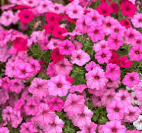 Petunia Pink & White Flower Seeds for Planting – Heirloom, Non-GMO, High Germination Organic Garden Seeds