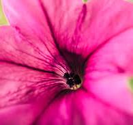 Petunia Pink & White Flower Seeds for Planting – Heirloom, Non-GMO, High Germination Organic Garden Seeds