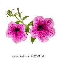 Petunia Pink & White Flower Seeds for Planting – Heirloom, Non-GMO, High Germination Organic Garden Seeds