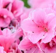 Petunia Pink & White Flower Seeds for Planting – Heirloom, Non-GMO, High Germination Organic Garden Seeds