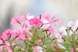 Petunia Pink & White Flower Seeds for Planting – Heirloom, Non-GMO, High Germination Organic Garden Seeds