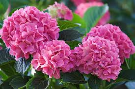 Hydrangea Pink Flower Seeds for Planting – Heirloom, Non-GMO, High Germination Organic Garden Seeds