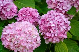 Hydrangea Pink Flower Seeds for Planting – Heirloom, Non-GMO, High Germination Organic Garden Seeds