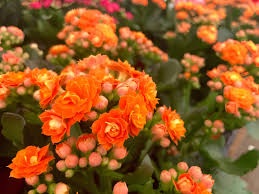 Kalanchoe Red Orange Flower Seeds for Planting – Heirloom, Non-GMO, High Germination Organic Garden Seeds (100pcs)