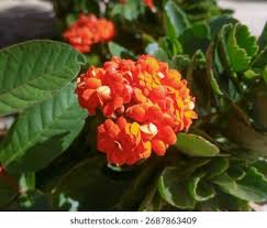 Kalanchoe Red Orange Flower Seeds for Planting – Heirloom, Non-GMO, High Germination Organic Garden Seeds (100pcs)