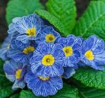 Blue Primrose Flower Seeds for Planting – Heirloom, Non-GMO, High Germination Organic Garden Seeds (100pcs)
