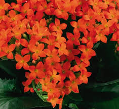 Kalanchoe Red Orange Flower Seeds for Planting – Heirloom, Non-GMO, High Germination Organic Garden Seeds (100pcs)