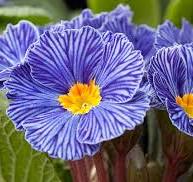 Blue Primrose Flower Seeds for Planting – Heirloom, Non-GMO, High Germination Organic Garden Seeds (100pcs)