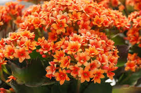 Kalanchoe Red Orange Flower Seeds for Planting – Heirloom, Non-GMO, High Germination Organic Garden Seeds (100pcs)