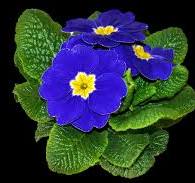 Blue Primrose Flower Seeds for Planting – Heirloom, Non-GMO, High Germination Organic Garden Seeds (100pcs)