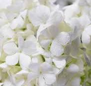 Hydrangea White Flower Seeds for Planting – Heirloom, Non-GMO, High Germination Organic Garden Seeds