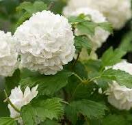 Hydrangea White Flower Seeds for Planting – Heirloom, Non-GMO, High Germination Organic Garden Seeds