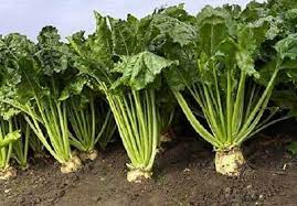 Cream Beetroot Vegetable Seeds for Planting – Heirloom & Non-GMO Seeds for Light-Colored, Earthy Roots