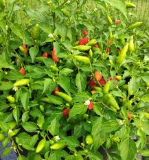 Red Inca Vegetable Seeds for Planting – Heirloom & Non-GMO Seeds for Nutritious, Ancient Garden Crops
