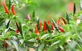 Pepper Vegetable Seeds for Planting – Heirloom, non-GMO seeds for bold garden flavors – 50 pcs