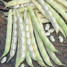 White Bean Vegetable Seeds for Planting – Heirloom & Non-GMO Seeds for Protein-Rich, Versatile Garden Harvests