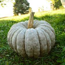 Blue Jarrahdale Pumpkin Vegetable Seeds for Planting – Heirloom & Non-GMO Seeds, Rare Blue-Gray Pumpkins