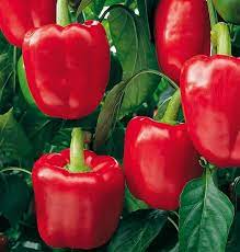 Red Pepper Seeds for Planting – Heirloom & Non-GMO Vegetable Seeds for Sweet and Spicy Harvests