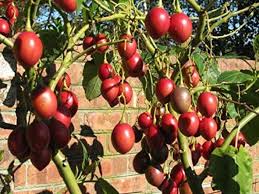 Tamarillo Seeds for Planting – Heirloom & Non-GMO Fruit Seeds for Exotic and Tropical Gardens