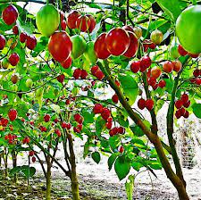 Tamarillo Seeds for Planting – Heirloom & Non-GMO Fruit Seeds for Exotic and Tropical Gardens