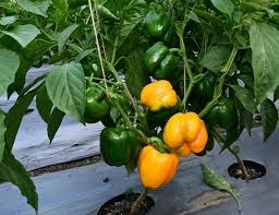 Capsicum Vegetable Seeds for Planting – Heirloom & Non-GMO Garden Seeds for Flavorful Peppers