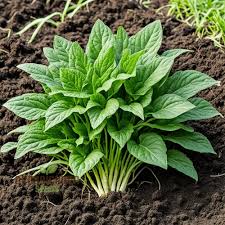 Green Dixie Lee Vegetable Seeds for Planting – Heirloom & Non-GMO Legume Seeds for Southern Gardens