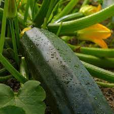 White Bush Zucchini Squash Seeds for Planting – Heirloom & Non-GMO Vegetable Seeds for Compact, High-Yield Gardens